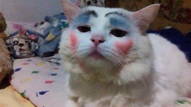 13 Momen menggemaskan kucing pakai makeup, bikin geleng-geleng kepala