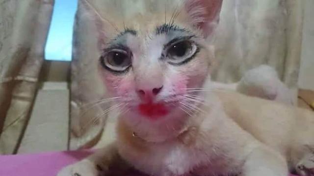 Momen menggemaskan kucing pakai makeup Berbagai sumber