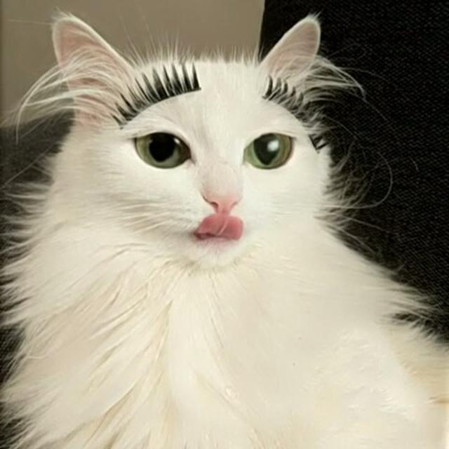 Momen menggemaskan kucing pakai makeup Berbagai sumber