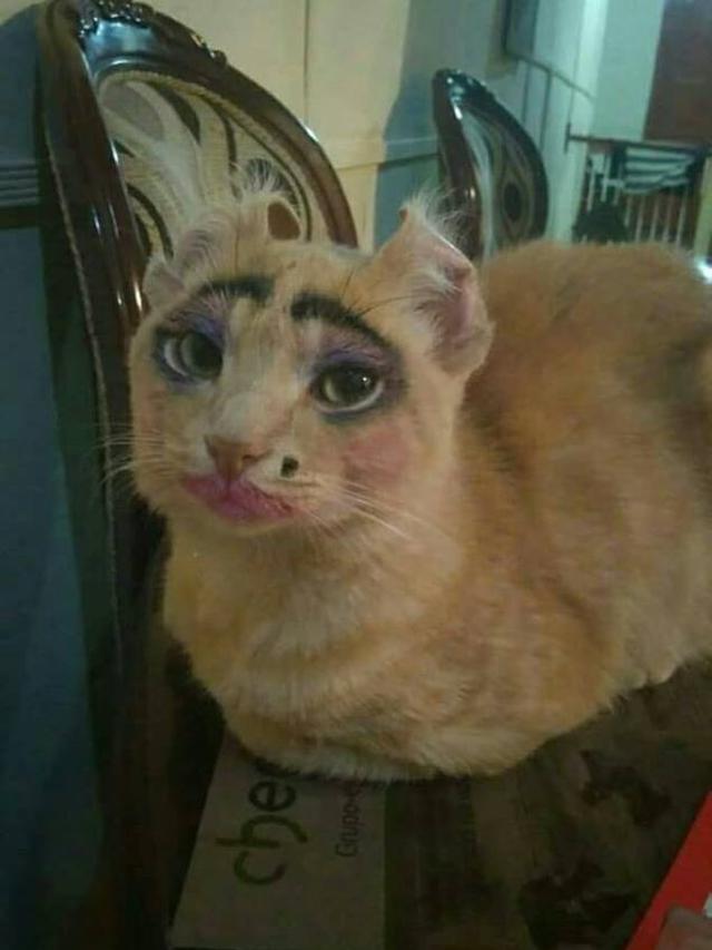 Momen menggemaskan kucing pakai makeup Berbagai sumber
