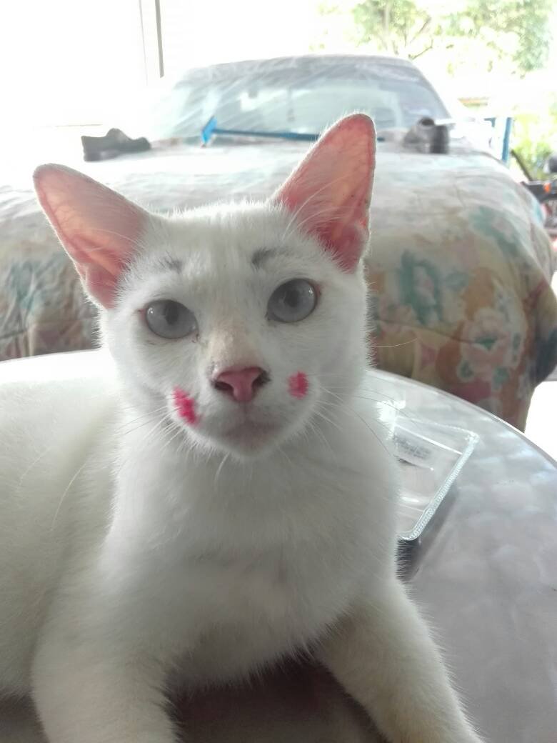 Momen menggemaskan kucing pakai makeup Berbagai sumber