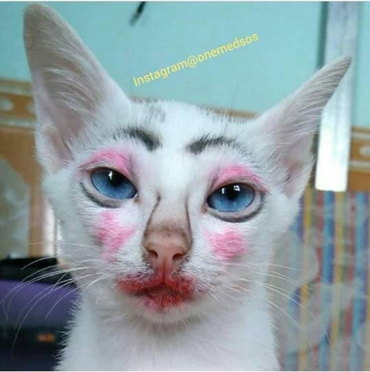 Momen menggemaskan kucing pakai makeup Berbagai sumber