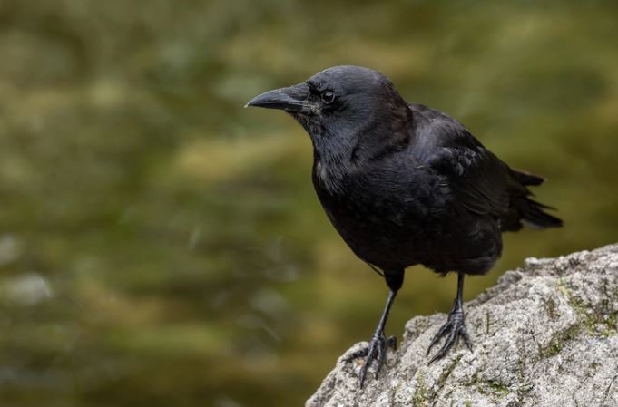 Arti mimpi seputar burung gagak © 2022 berbagai sumber