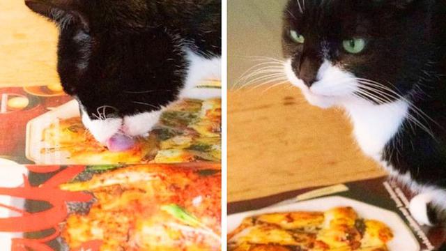 hewan kena apes © berbagai sumber