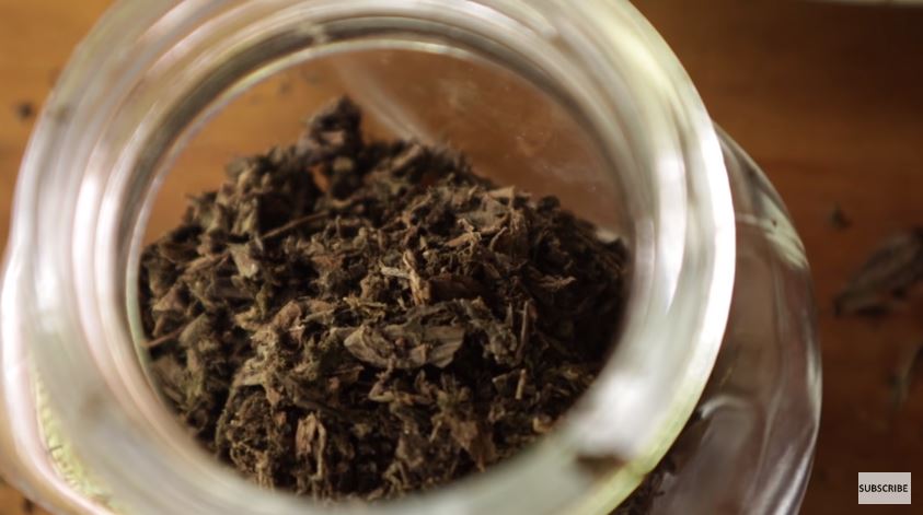 10 Cara Prada Kalaweit menyimpan daun basil, awet berbulan-bulan