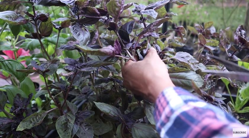 10 Cara Prada Kalaweit menyimpan daun basil, awet berbulan-bulan