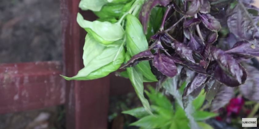 10 Cara Prada Kalaweit menyimpan daun basil, awet berbulan-bulan