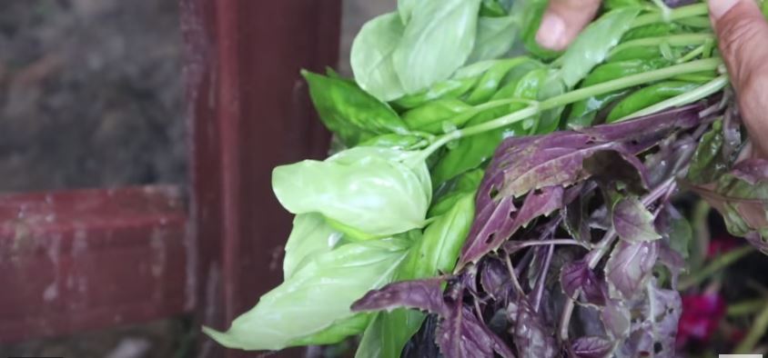 10 Cara Prada Kalaweit menyimpan daun basil, awet berbulan-bulan