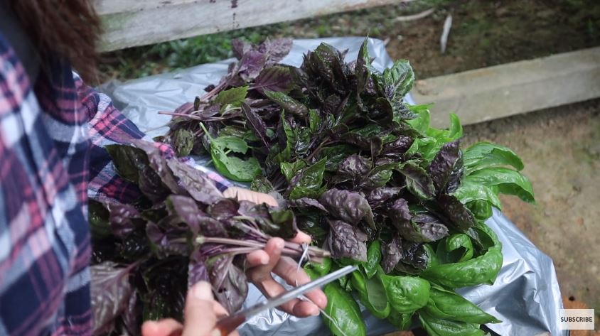 10 Cara Prada Kalaweit menyimpan daun basil, awet berbulan-bulan