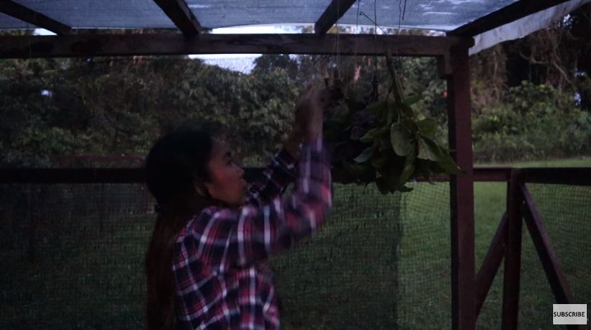 10 Cara Prada Kalaweit menyimpan daun basil, awet berbulan-bulan