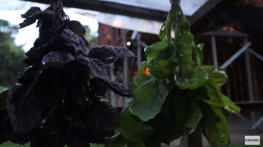 10 Cara Prada Kalaweit menyimpan daun basil, awet berbulan-bulan