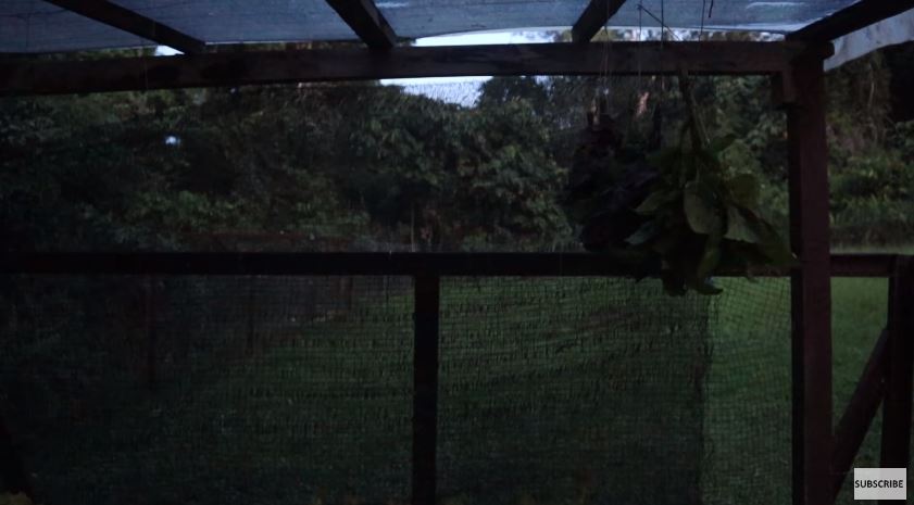 10 Cara Prada Kalaweit menyimpan daun basil, awet berbulan-bulan