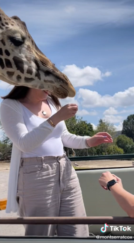 Dilamar di taman safari, wanita ini hampir terjungkal "dicium" jerapah