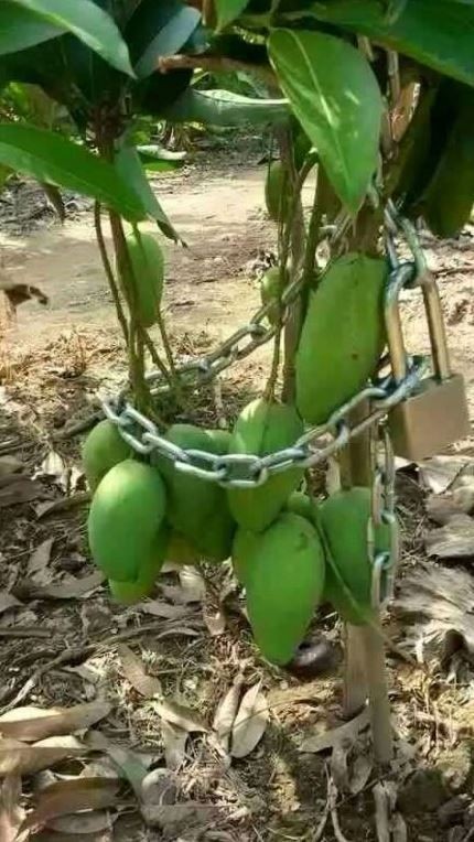 Potret kocak buah mangga di pohon © berbagai sumber