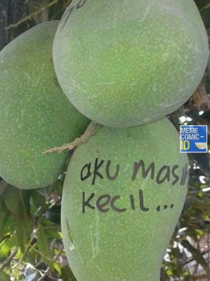 Potret kocak buah mangga di pohon © berbagai sumber