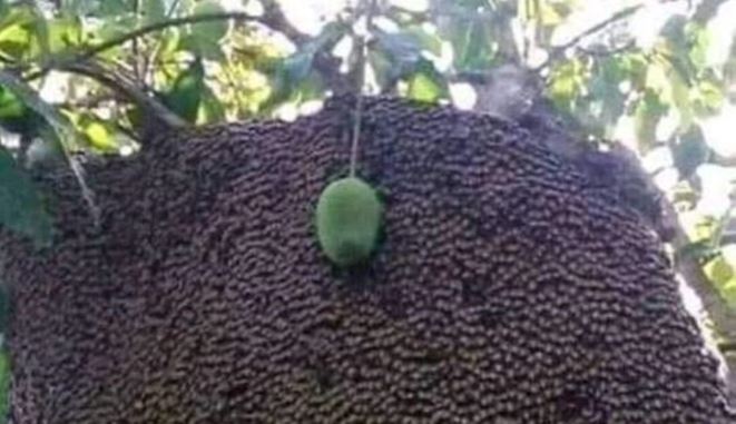 11 Potret kocak buah mangga di pohon ini penampakannya bikin cekikikan