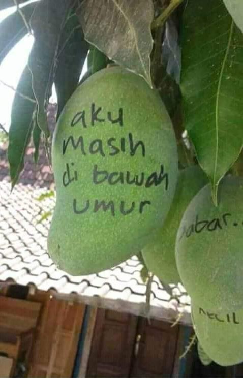 Potret kocak buah mangga di pohon © berbagai sumber