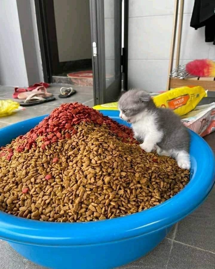 ngasih makan hewan peliharaan lucu © berbagai sumber