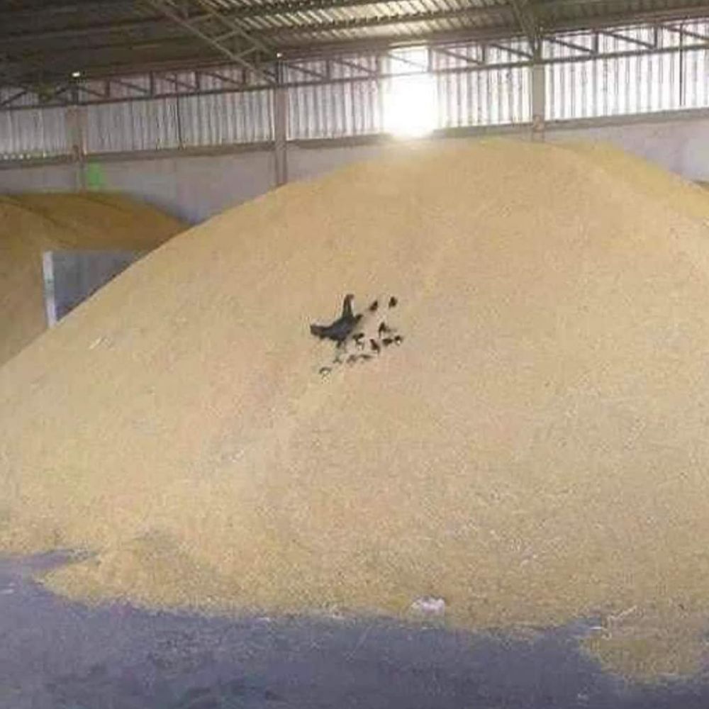 ngasih makan hewan peliharaan lucu © berbagai sumber