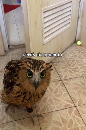 Ke kamar mandi ditemani burung hantu TikTok Ke kamar mandi ditemani burung hantu TikTok