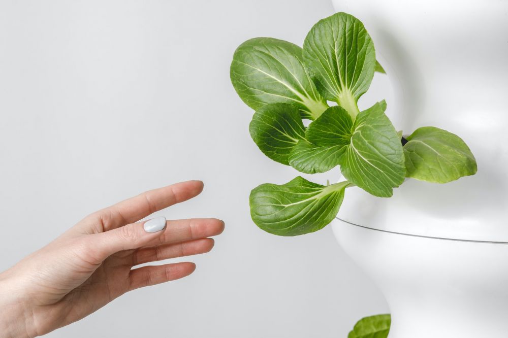 bercocok tanam dengan hidroponik © berbagai sumber