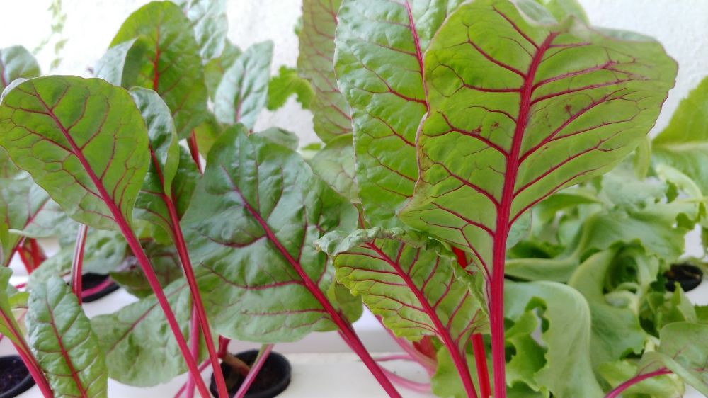 bercocok tanam dengan hidroponik © berbagai sumber