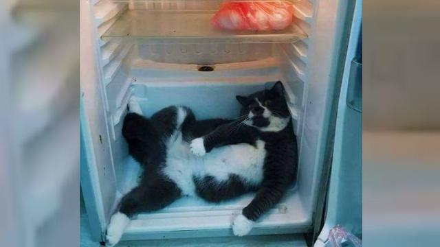 Tingkah kocak orang melawan hawa panas Berbagai sumber