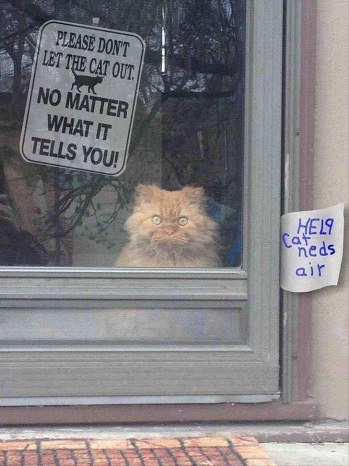11 Peringatan lucu kucing dilarang keluar ini bikin senyum tipis