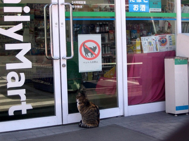 tulisan kucing dilarang keluar © berbagai sumber