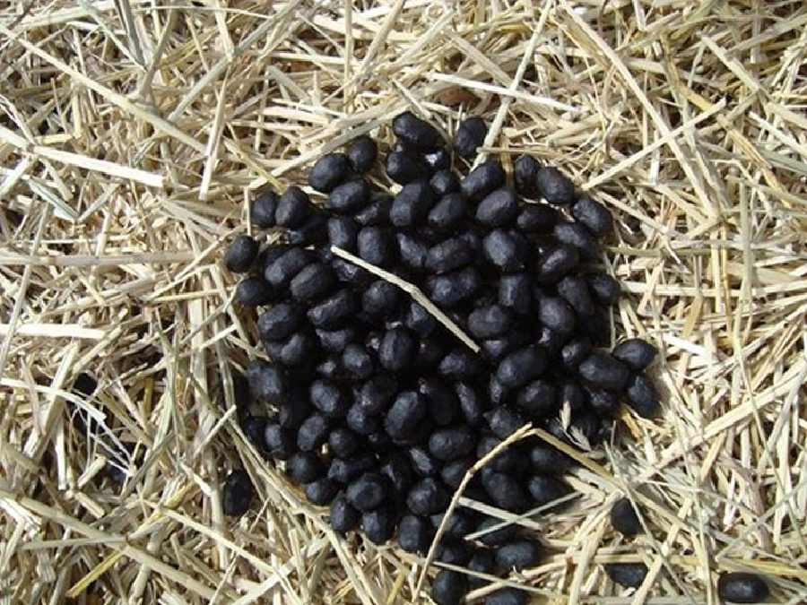 benda mirip makanan menipu mata © berbagai sumber benda mirip makanan menipu mata © berbagai sumber