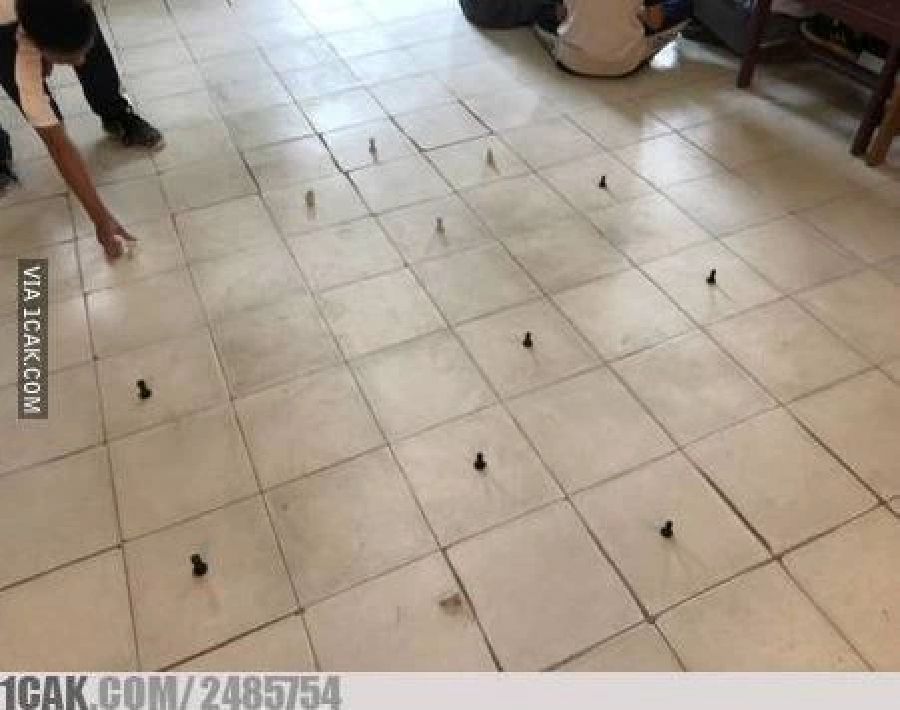 main catur idenya kocak © berbagai sumber