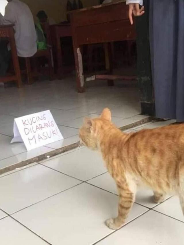 11 Tulisan lucu peringatan untuk kucing ini bikin nggak habis pikir