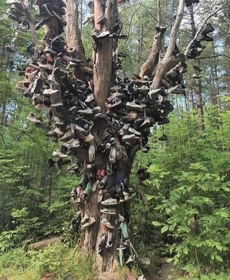 benda di batang pohon lucu © berbagai sumber