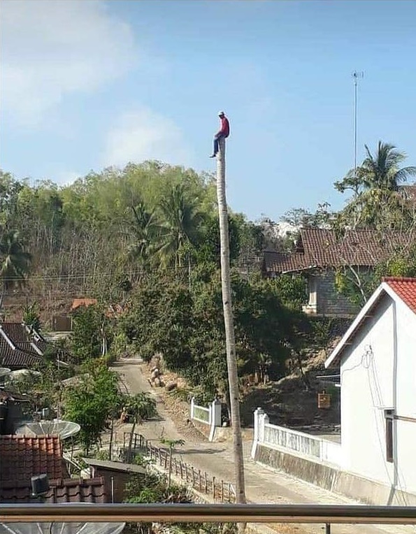 benda di batang pohon lucu © berbagai sumber