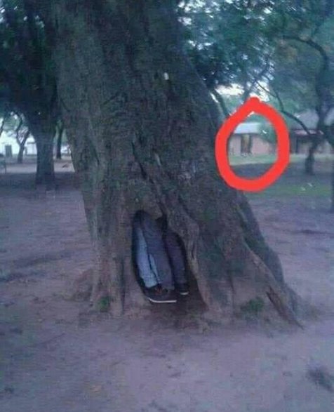 benda di batang pohon lucu © berbagai sumber