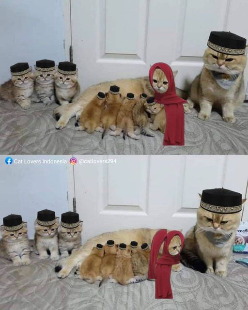 momen lucu kucing lagi kumpul © berbagai sumber momen lucu kucing lagi kumpul © berbagai sumber