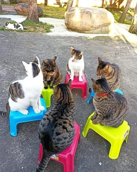 momen lucu kucing lagi kumpul © berbagai sumber momen lucu kucing lagi kumpul © berbagai sumber