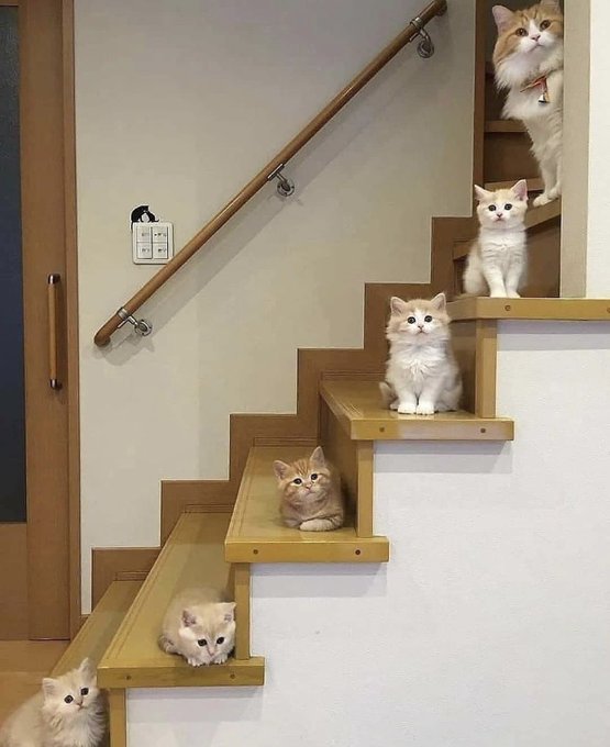 momen lucu kucing lagi kumpul © berbagai sumber momen lucu kucing lagi kumpul © berbagai sumber