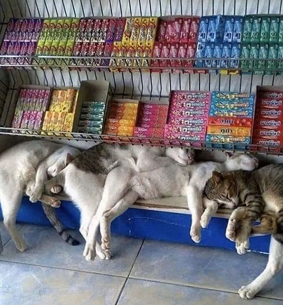 momen lucu kucing lagi kumpul © berbagai sumber momen lucu kucing lagi kumpul © berbagai sumber