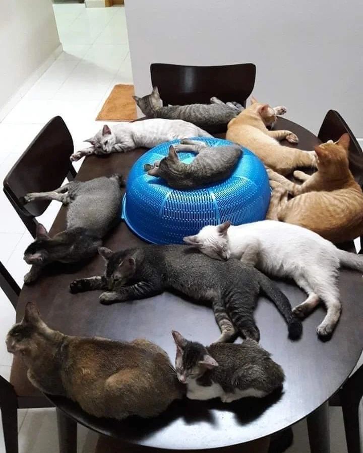 momen lucu kucing lagi kumpul © berbagai sumber momen lucu kucing lagi kumpul © berbagai sumber