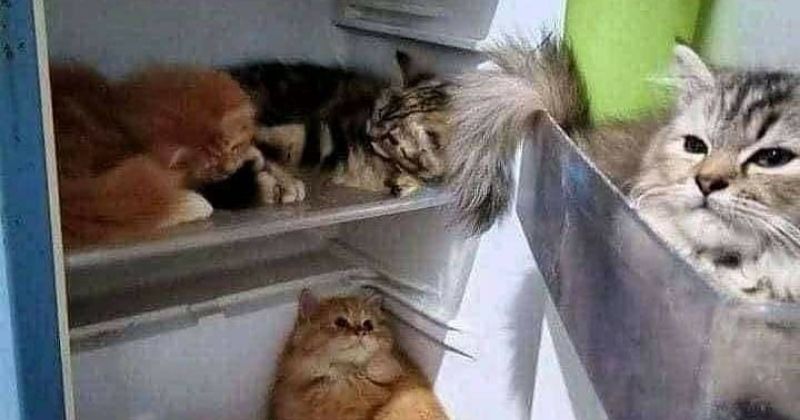 momen lucu kucing lagi kumpul © berbagai sumber momen lucu kucing lagi kumpul © berbagai sumber