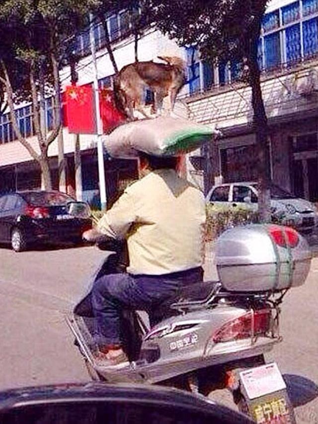 bawa barang pakai kepala lucu © berbagai sumber