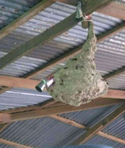 benda di atap rumah kelihatan nyeleneh © berbagai sumber