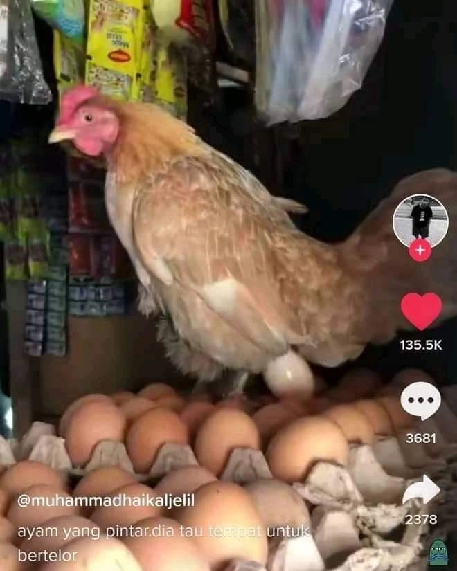 hewan salah tempat © berbagai sumber hewan salah tempat © berbagai sumber