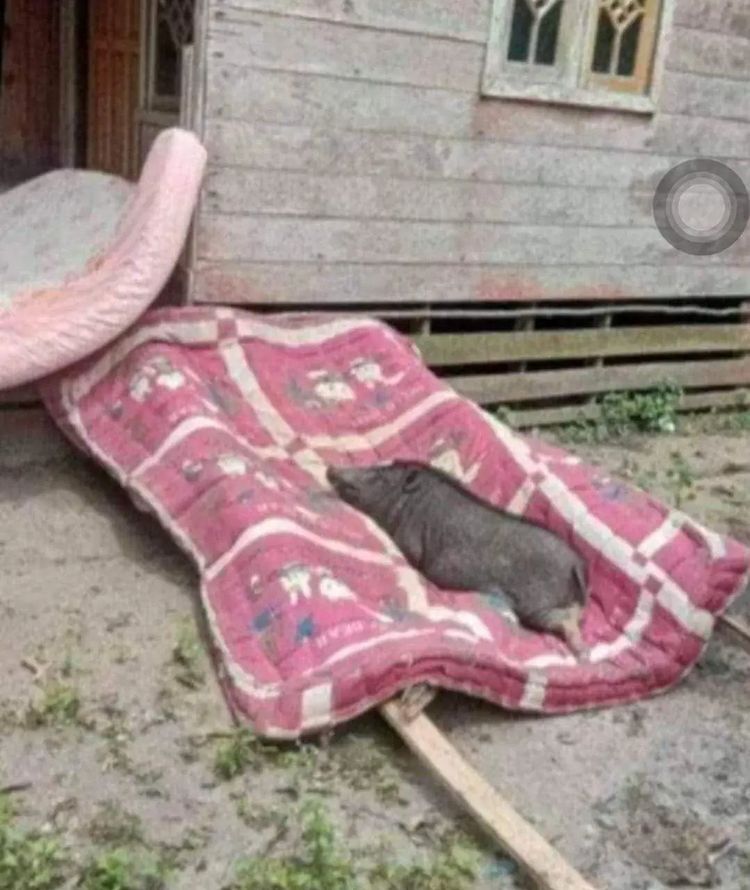 hewan salah tempat © berbagai sumber hewan salah tempat © berbagai sumber