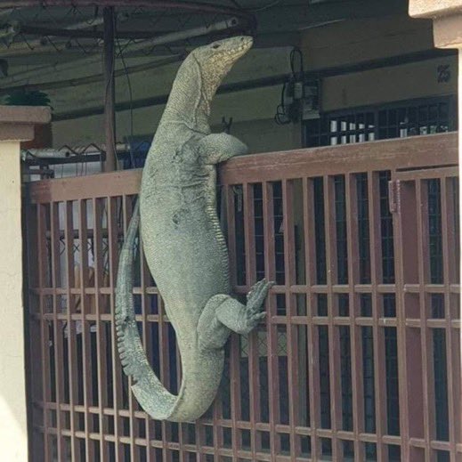 hewan salah tempat © berbagai sumber