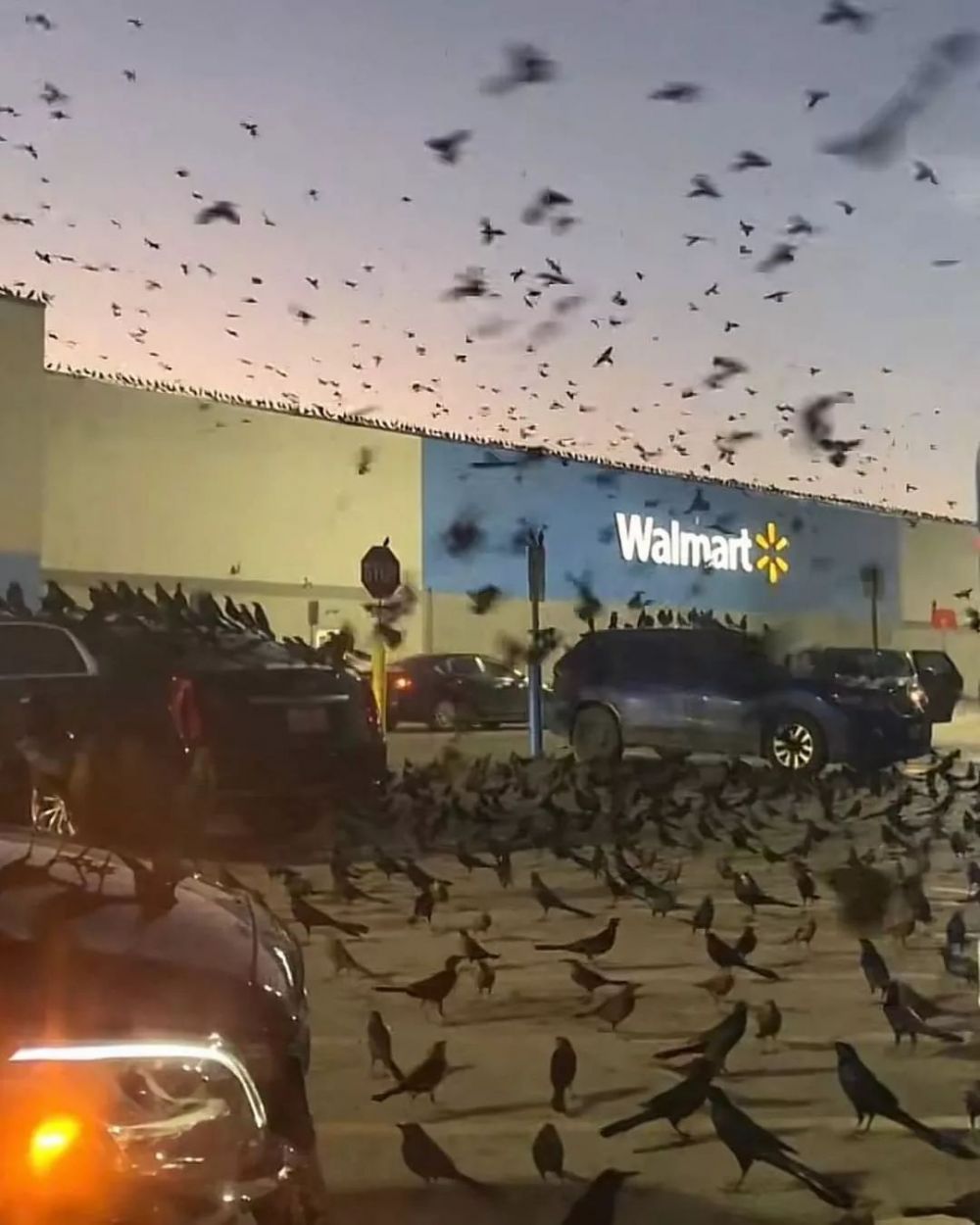 momen apes mobil bikin panik © berbagai sumber