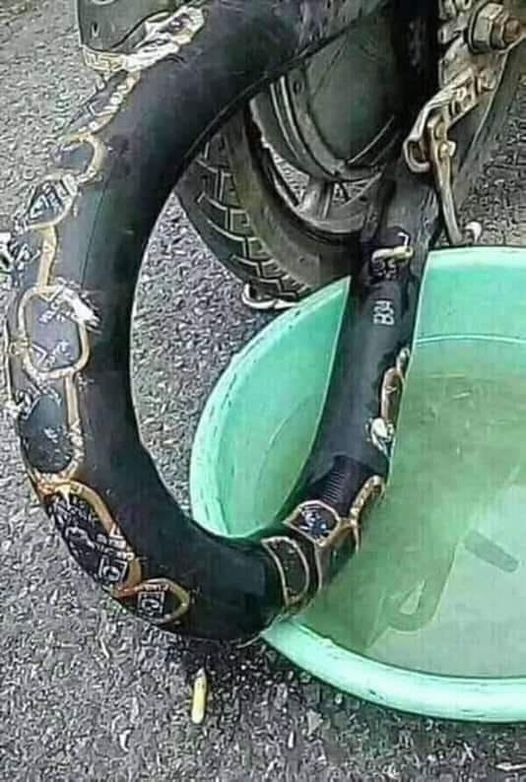 benda mirip ular © Facebook benda mirip ular © Facebook