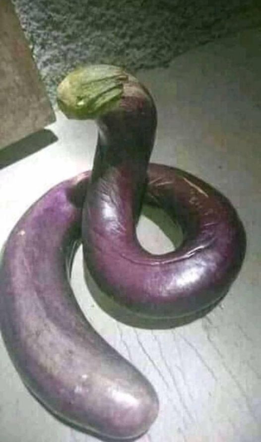 benda mirip ular © Facebook benda mirip ular © Facebook