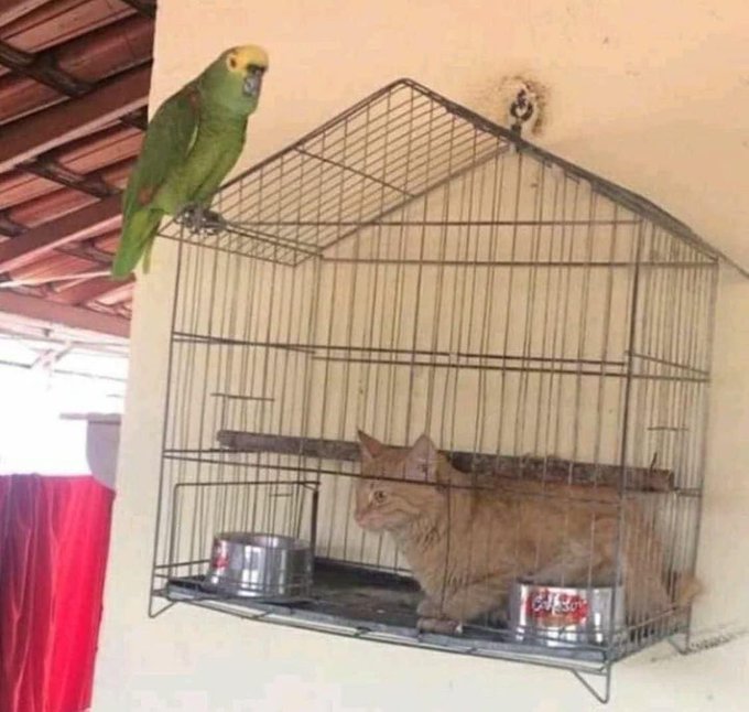 hewan peliharaan malah salah kandangnya © berbagai sumber
